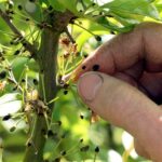 Information : Reconnaissance Calamité Agricole